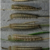 tr phryne larva5 volg4